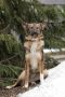 . Lolita Russian Lassie .