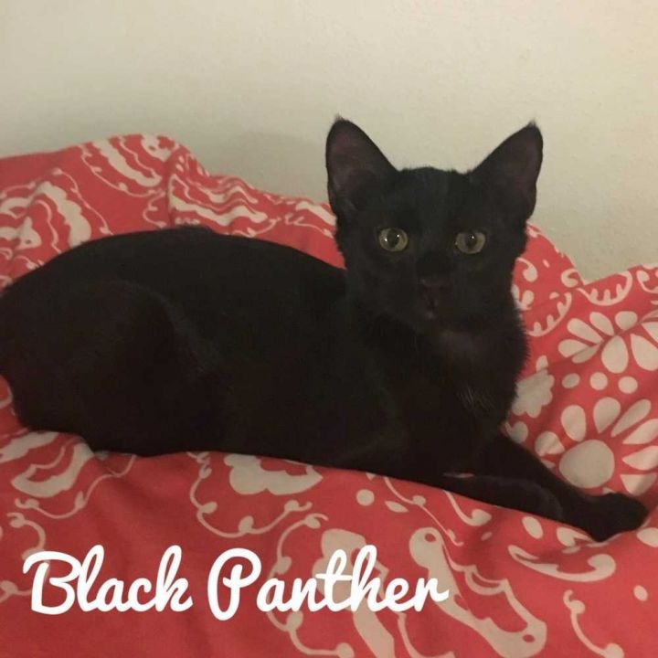 Cat For Adoption Panther A Domestic Short Hair In Dallas Tx