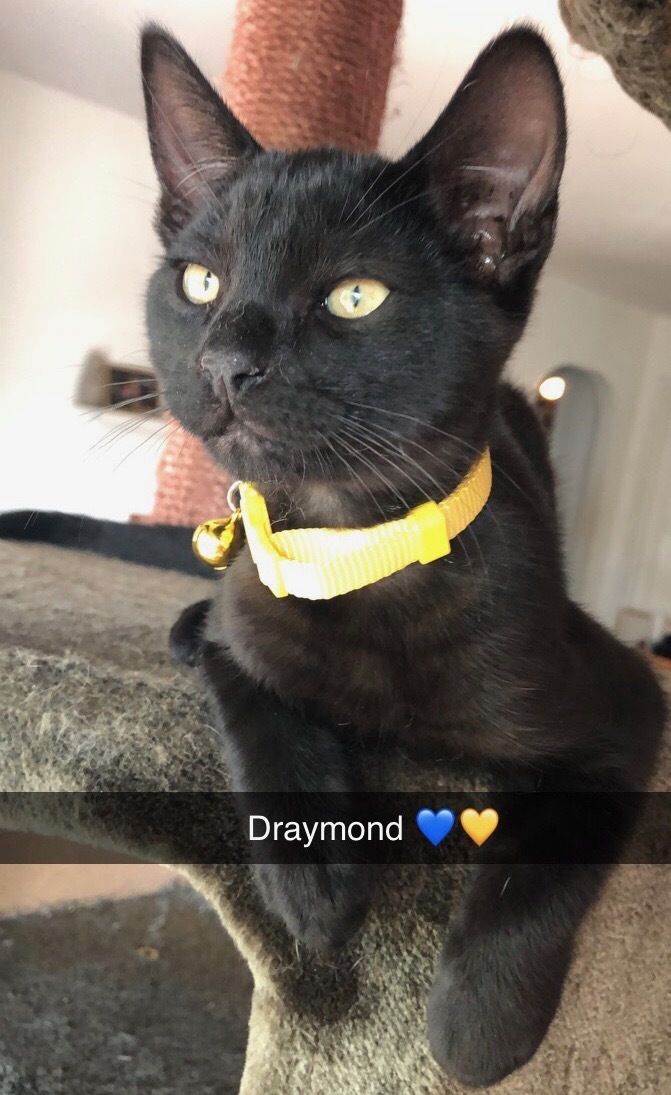 Draymond 2