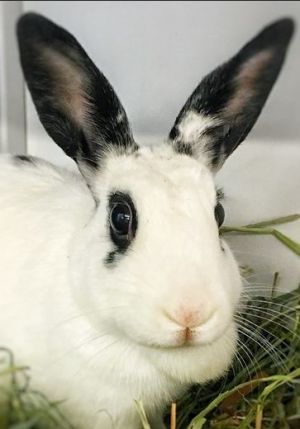 Rabbit For Adoption Madison An English Lop In Chicago Il