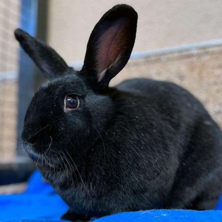 Paul Bunnyon 1