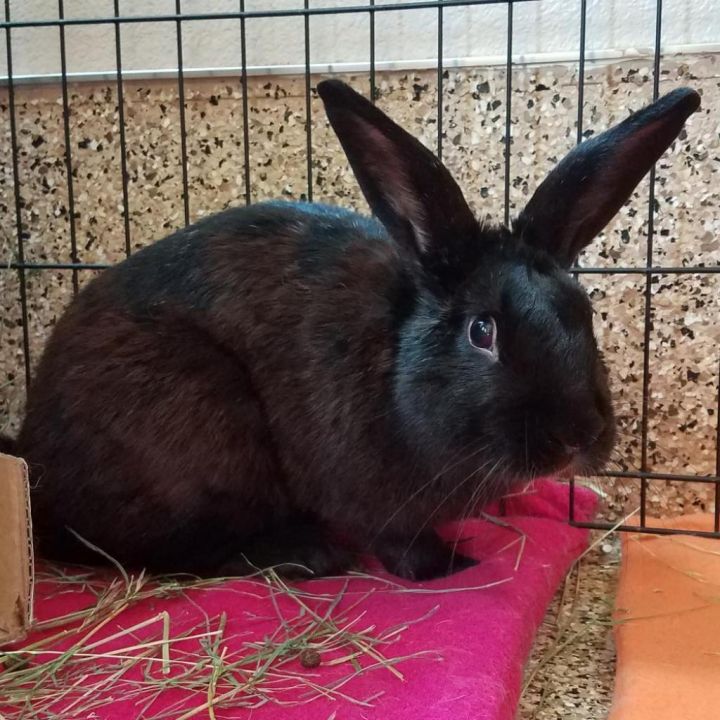 Paul Bunnyon 3