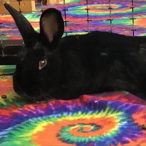 Paul Bunnyon 4