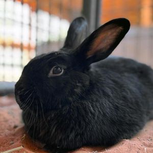 Coal