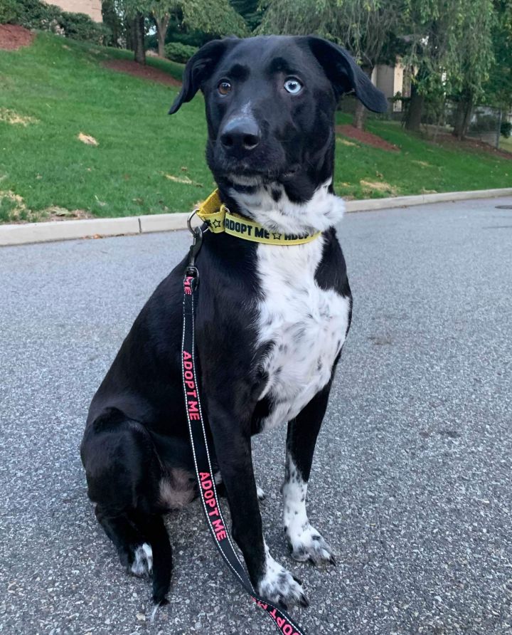 German Shorthair Black Lab Mix