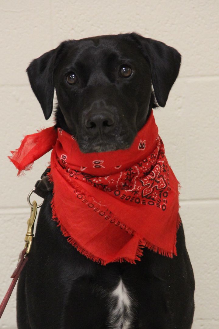 Dog For Adoption Chevy A Black Labrador Retriever German