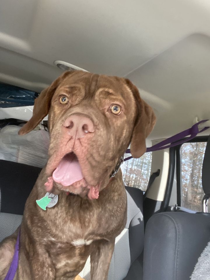 Dog For Adoption Dudley A Cane Corso In Raleigh Nc Petfinder