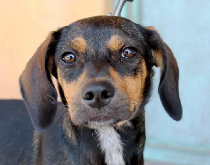 Dog For Adoption Gia A Beagle Pug Mix In Albuquerque Nm