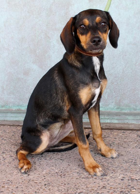 Dog For Adoption Gia A Beagle Pug Mix In Albuquerque Nm
