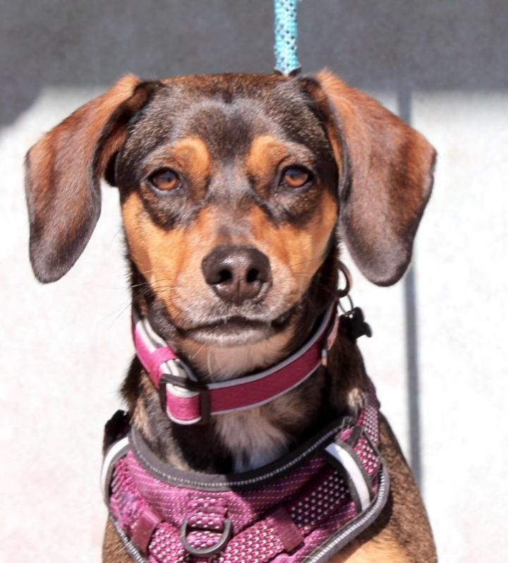 Dog For Adoption Gia A Beagle Pug Mix In Albuquerque Nm