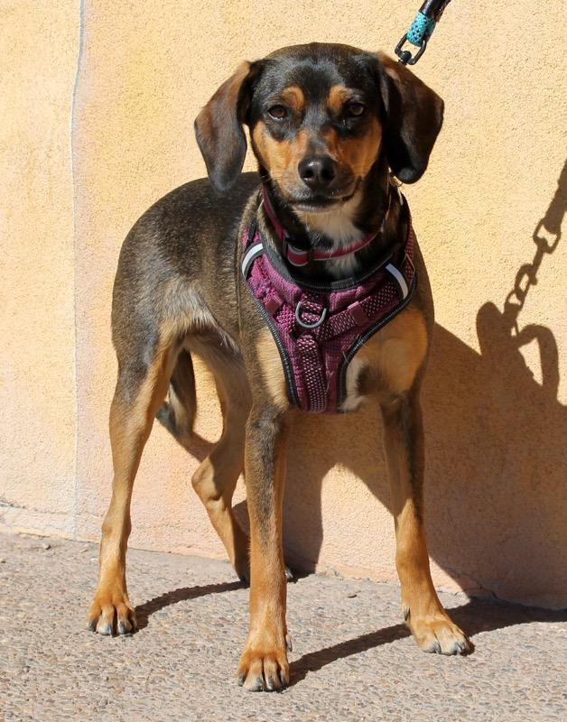 Dog For Adoption Gia A Beagle Pug Mix In Albuquerque Nm
