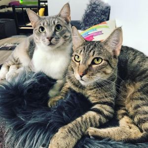 BenBen and Lilac - BONDED PAIR ALERT!