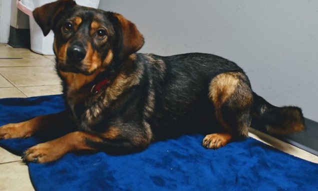 Dog For Adoption Jase A German Shepherd Dog Black And Tan