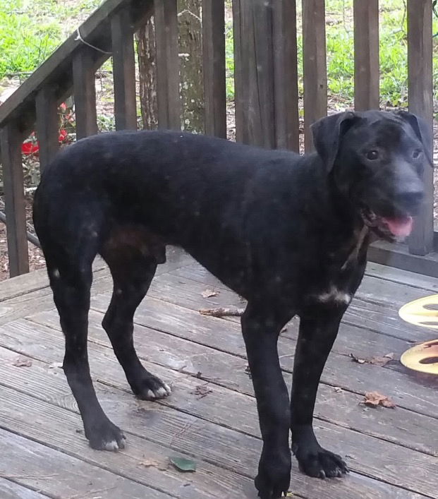 Bayou, an adoptable Black Labrador Retriever in Slidell, LA, 70469 | Photo Image 1