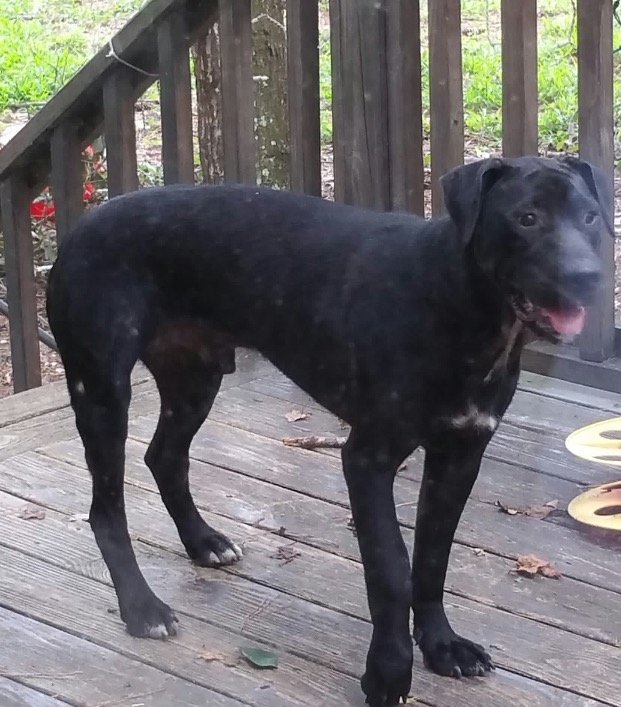 Bayou, an adoptable Black Labrador Retriever in Slidell, LA, 70469 | Photo Image 1