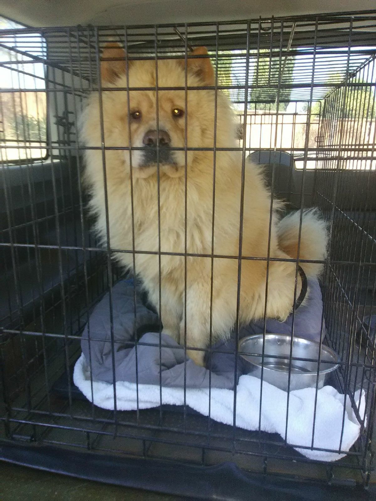 chow chow dogs for adoption