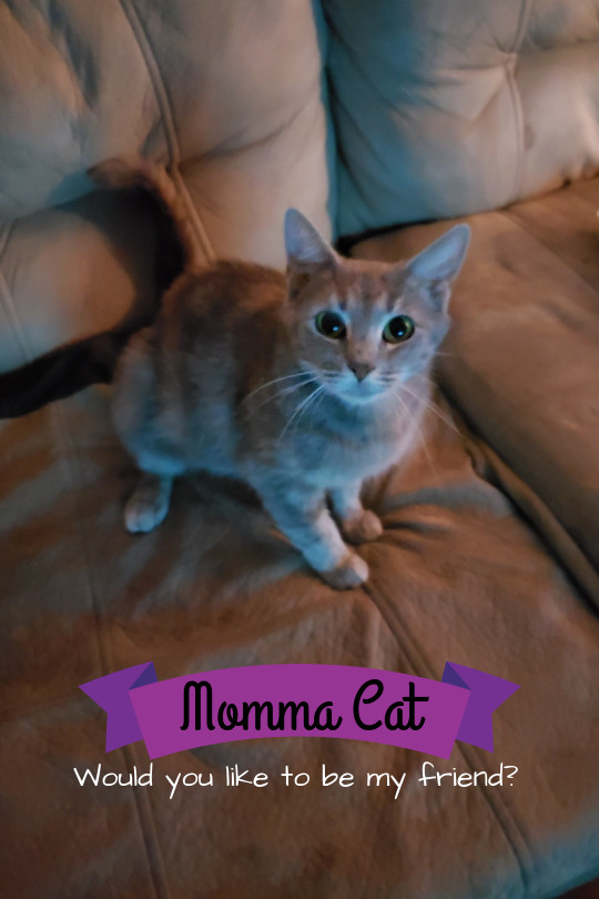 Momma Cat, an adoptable Domestic Short Hair in Fayetteville, NC, 28304 | Photo Image 1