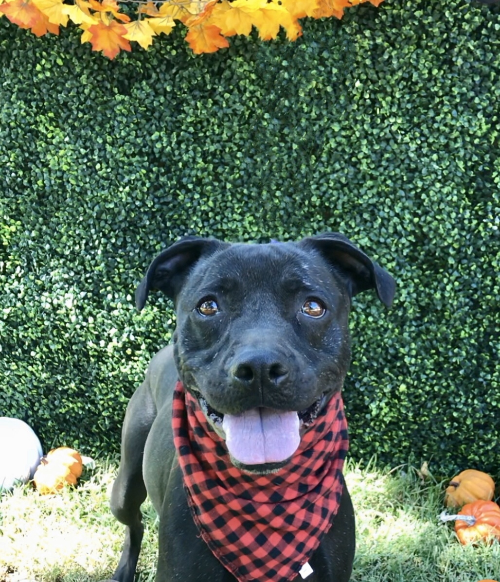 Leia, an adoptable Pit Bull Terrier in Ontario, CA, 91761 | Photo Image 3
