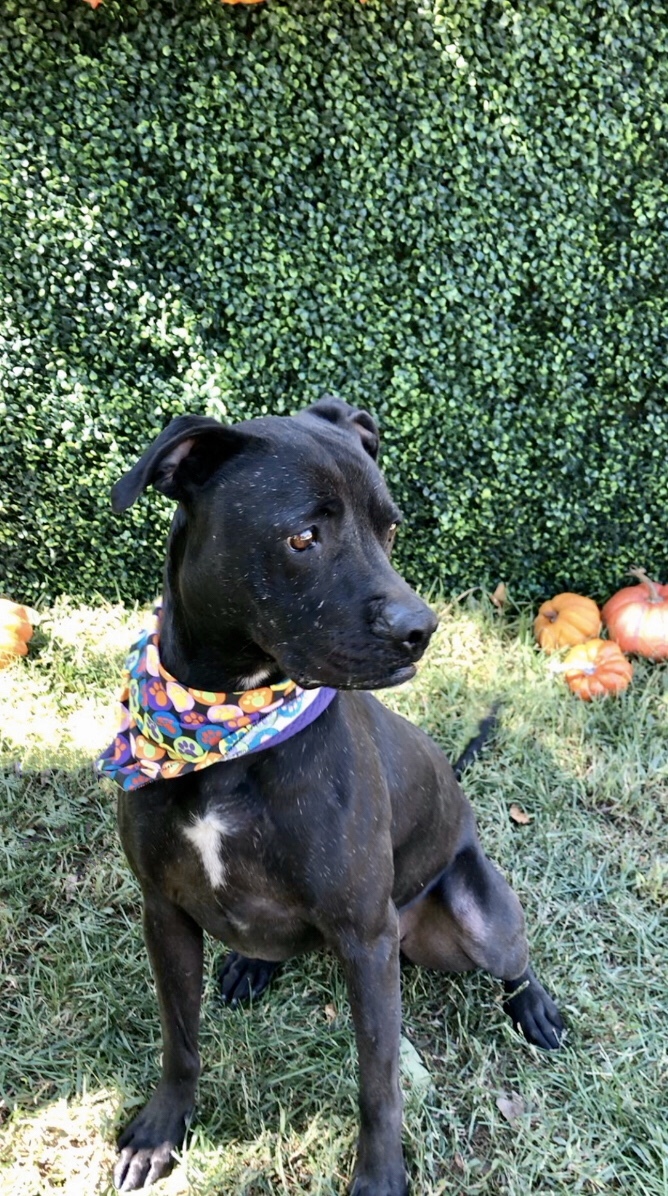 Leia, an adoptable Pit Bull Terrier in Ontario, CA, 91761 | Photo Image 4