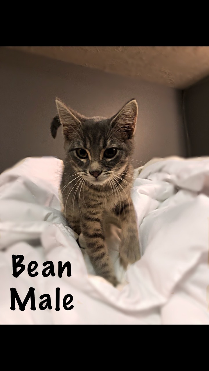 Bean 2