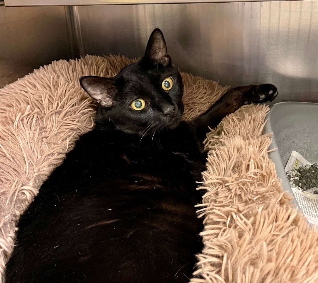 Smoke-The diabetic wonder cat!, an adoptable Domestic Short Hair in Manchester, NH, 03102 | Photo Image 2