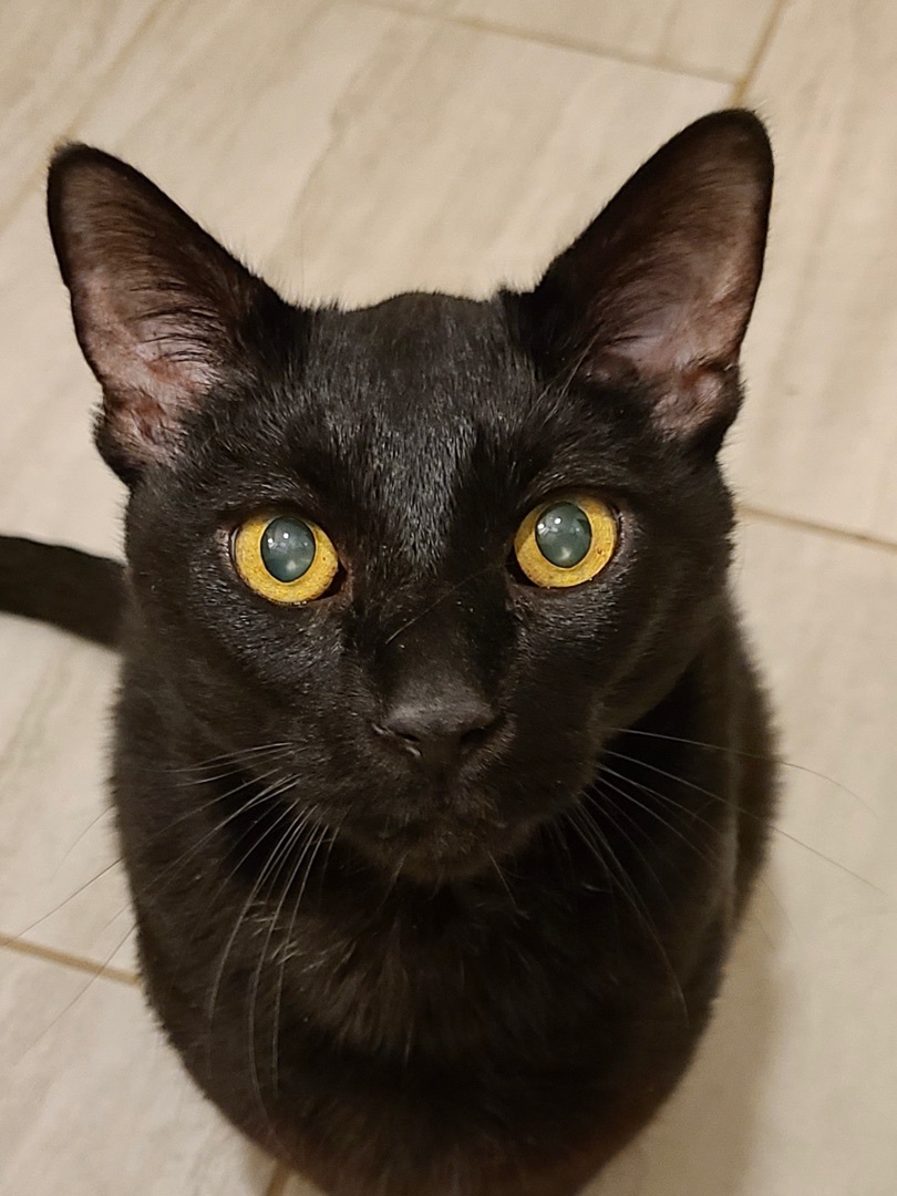 Smoke-The diabetic wonder cat!, an adoptable Domestic Short Hair in Manchester, NH, 03102 | Photo Image 3