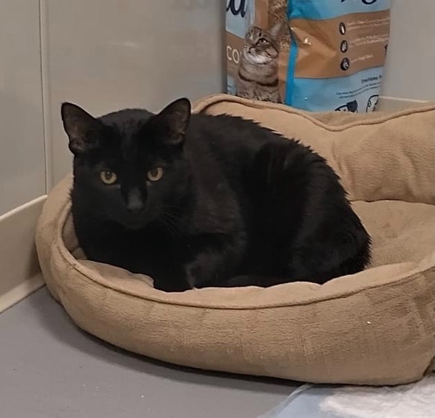 Smoke-The diabetic wonder cat!, an adoptable Domestic Short Hair in Manchester, NH, 03102 | Photo Image 6