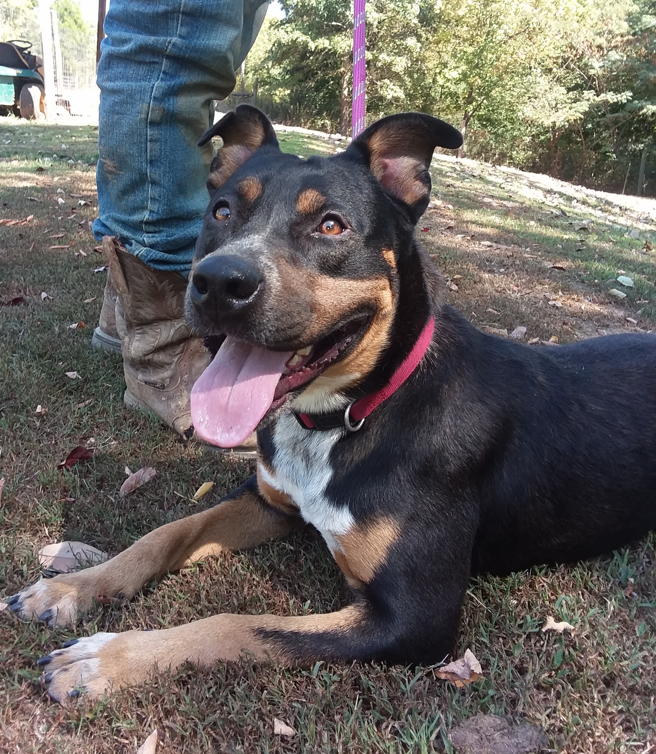 Dixie, an adoptable Rottweiler, Retriever in Greenfield, TN, 38230 | Photo Image 1