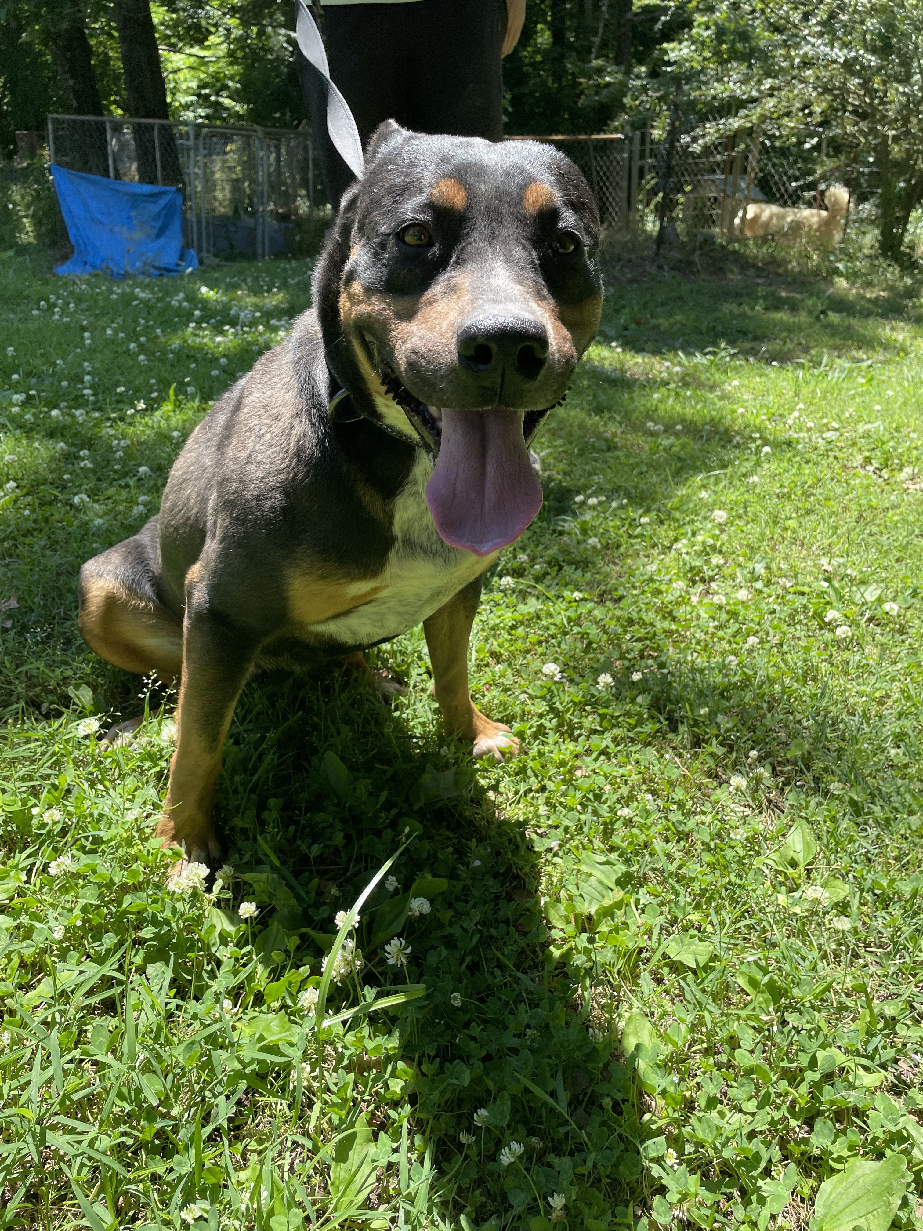 Dixie, an adoptable Rottweiler, Retriever in Greenfield, TN, 38230 | Photo Image 2
