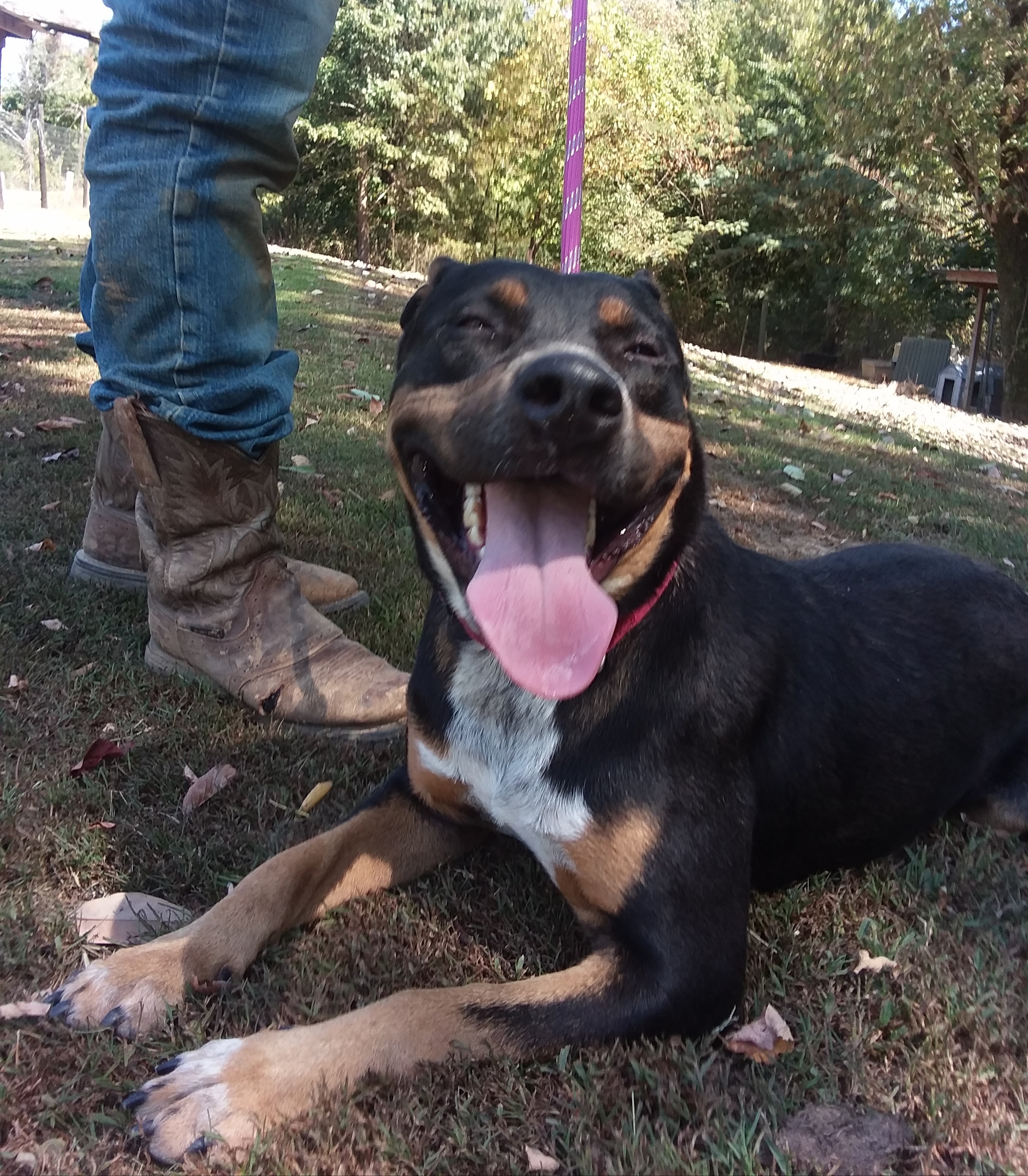 Dixie, an adoptable Rottweiler, Retriever in Greenfield, TN, 38230 | Photo Image 4