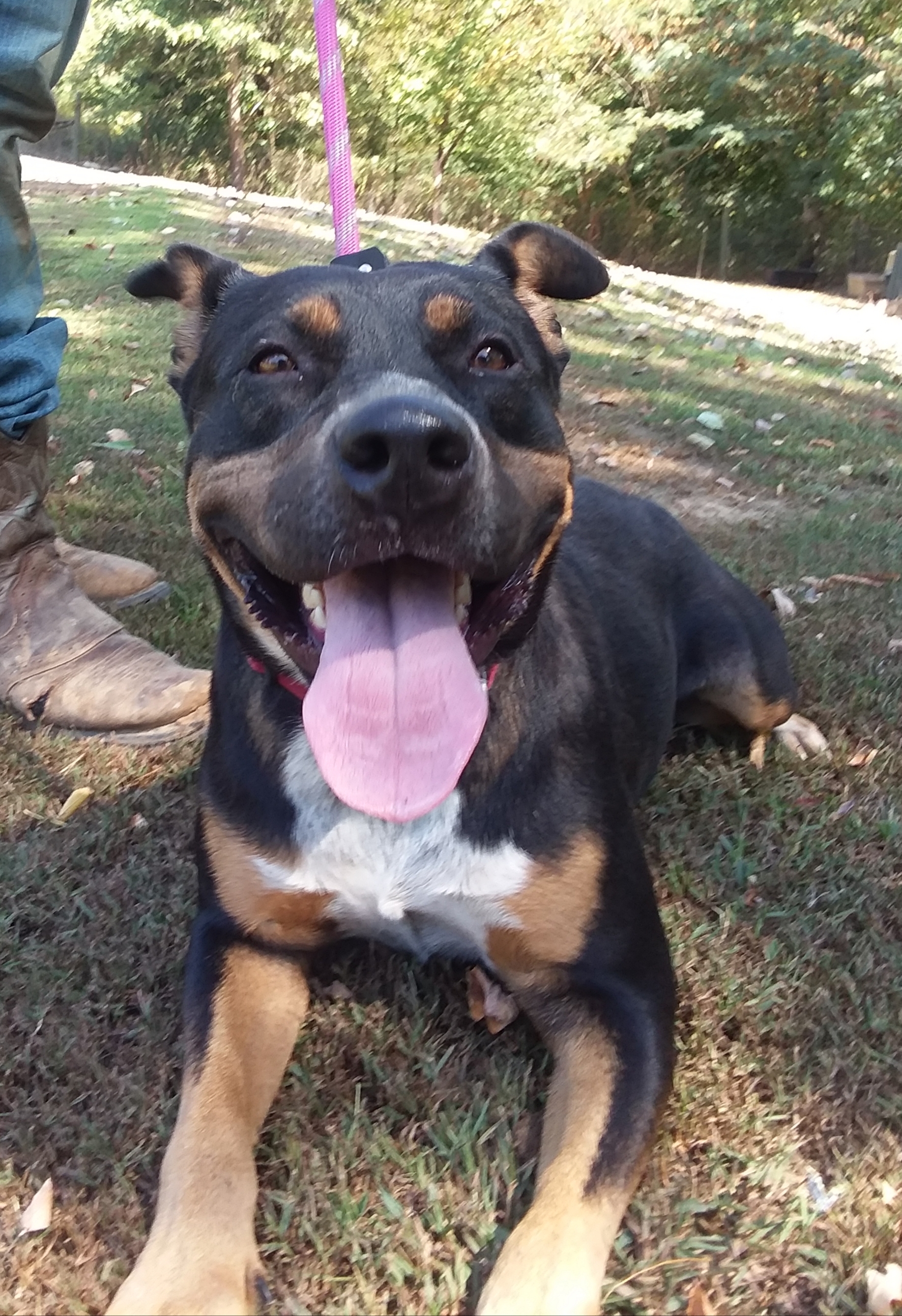 Dixie, an adoptable Rottweiler, Retriever in Greenfield, TN, 38230 | Photo Image 5