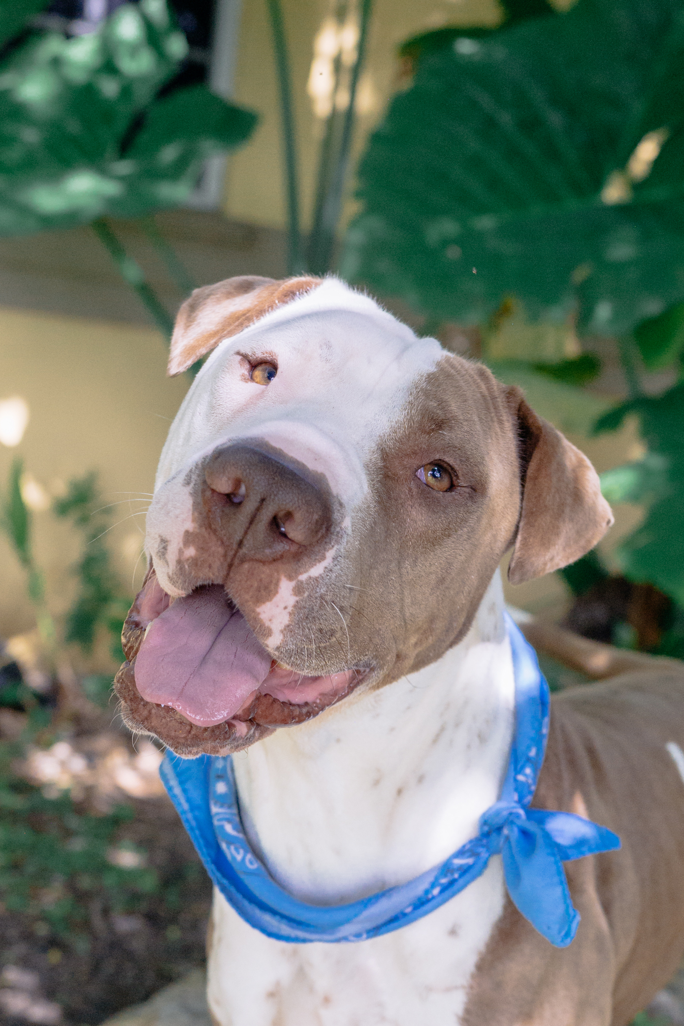 Rocco & BamBam, an adoptable American Bulldog, Shar-Pei in Miami, FL, 33187 | Photo Image 2
