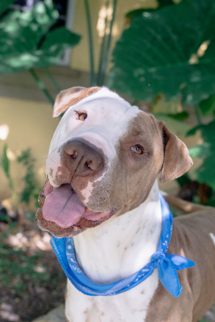 Shar pei best sale american bulldog