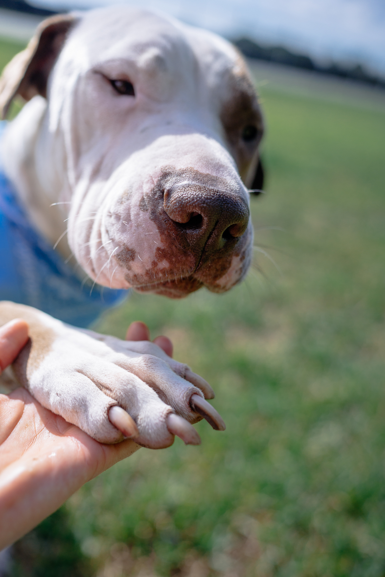 Rocco & BamBam, an adoptable American Bulldog, Shar-Pei in Miami, FL, 33187 | Photo Image 3