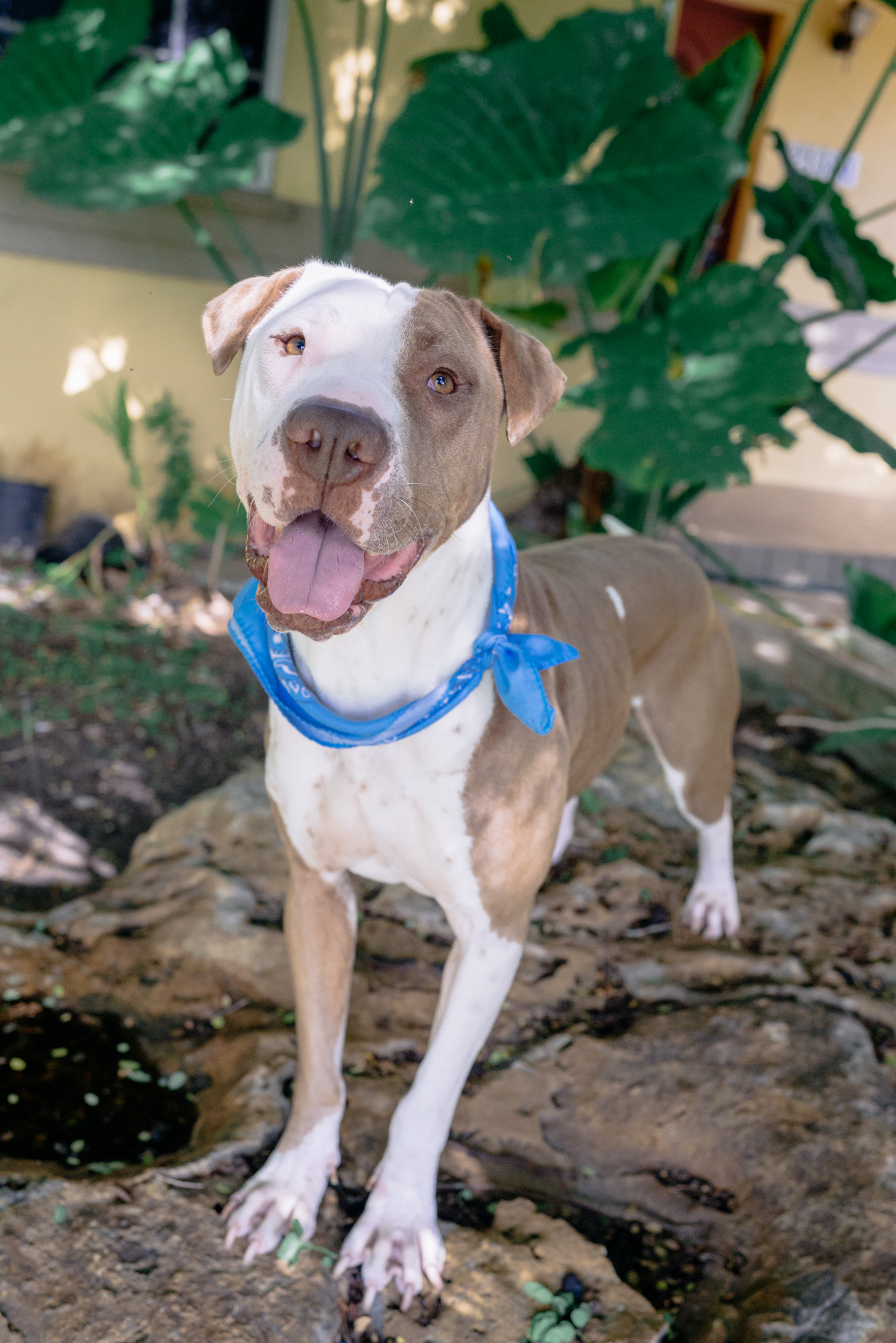 Rocco & BamBam, an adoptable American Bulldog, Shar-Pei in Miami, FL, 33187 | Photo Image 4