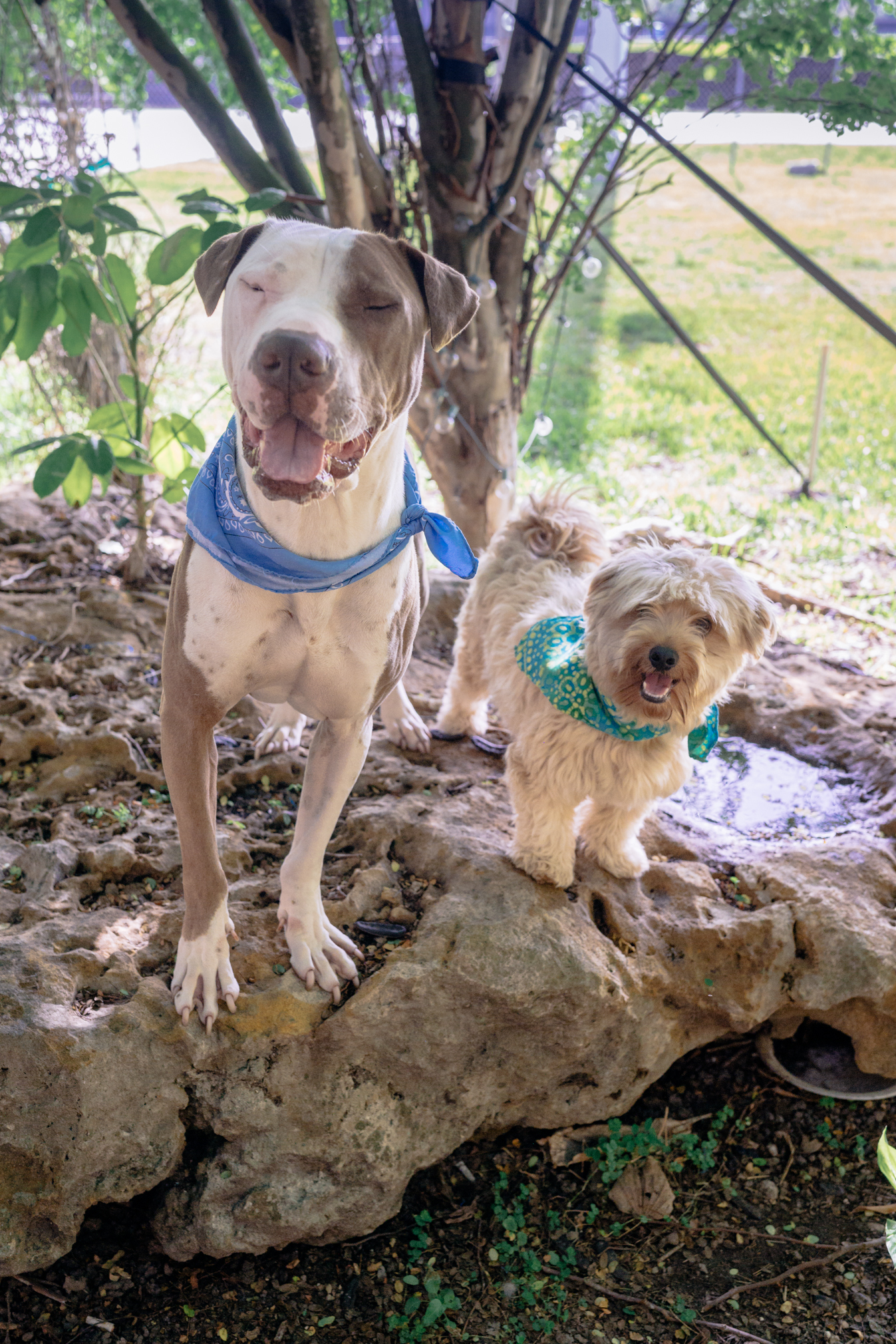 Rocco & BamBam, an adoptable American Bulldog, Shar-Pei in Miami, FL, 33187 | Photo Image 5