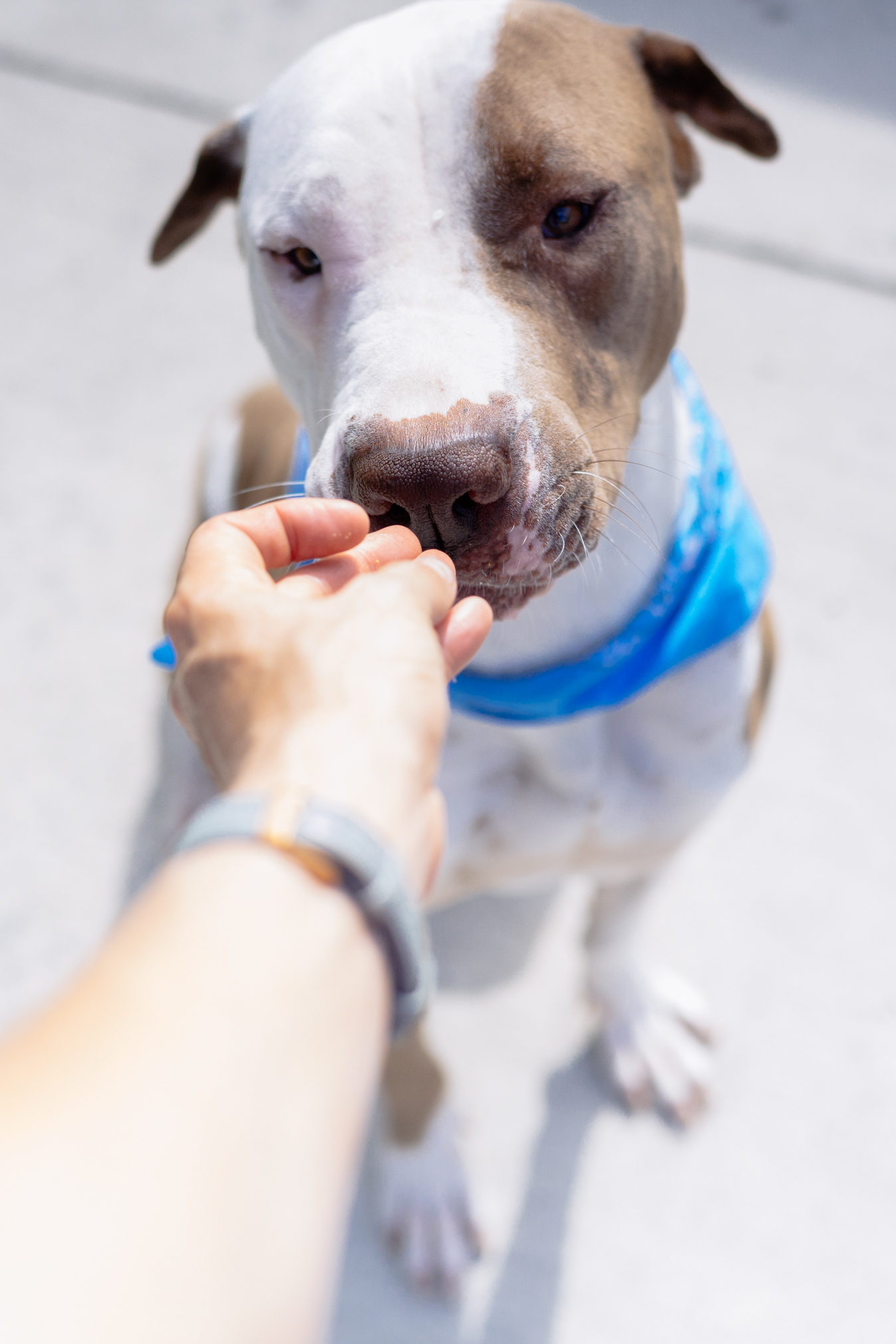 Rocco & BamBam, an adoptable American Bulldog, Shar-Pei in Miami, FL, 33187 | Photo Image 6