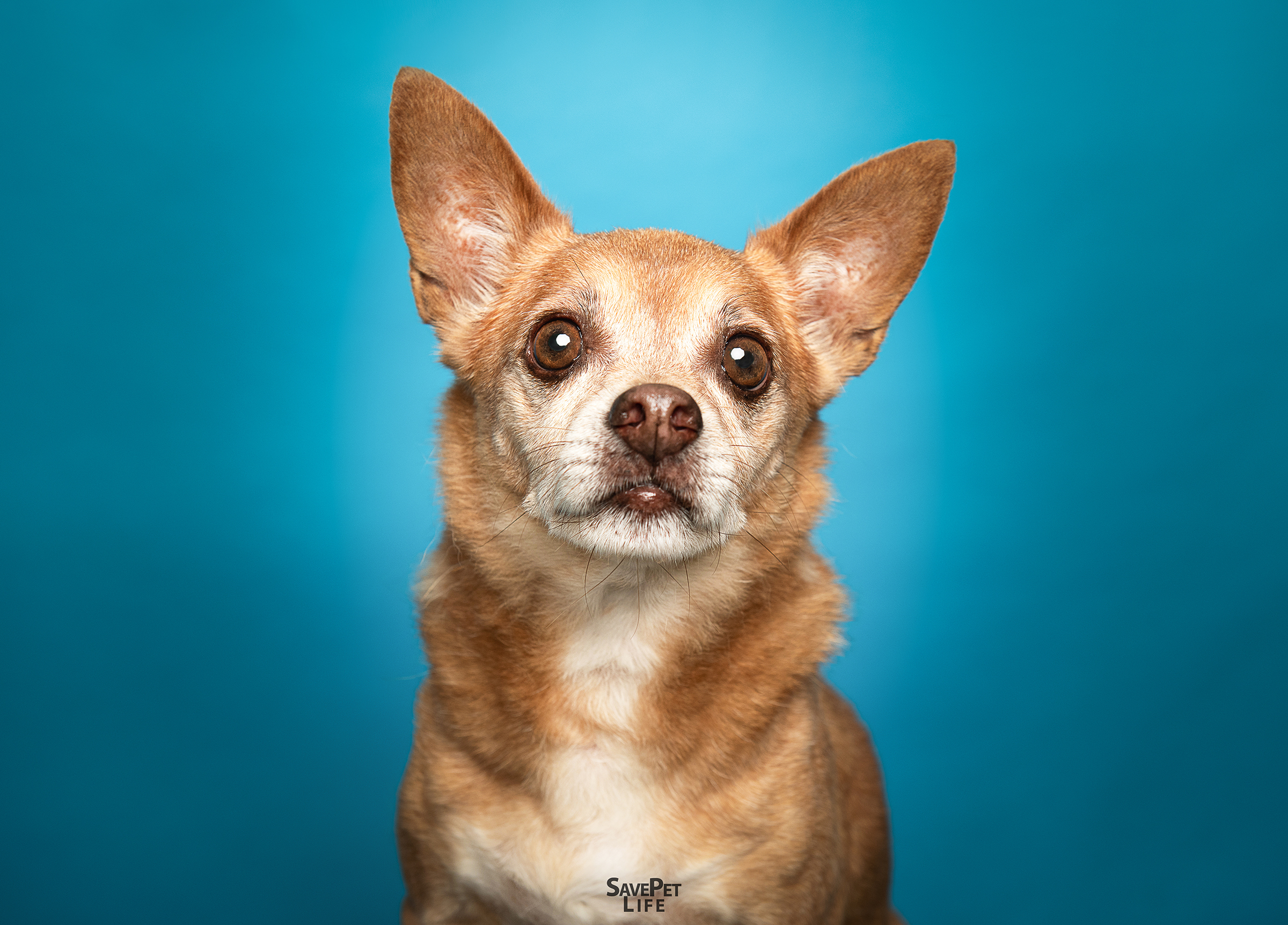 Snickers, an adoptable Chihuahua in Miami, FL, 33187 | Photo Image 2