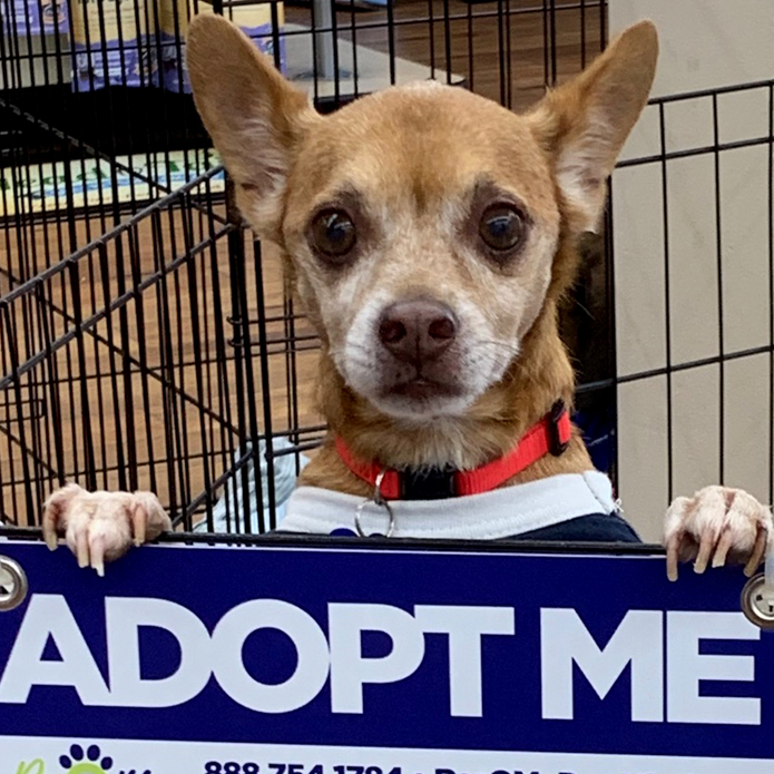 Snickers, an adoptable Chihuahua in Miami, FL, 33187 | Photo Image 3