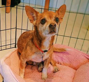 Tan  White Male senior Chihuahua 13lbs approx 11 yo Takes him a little time to warm up loves 