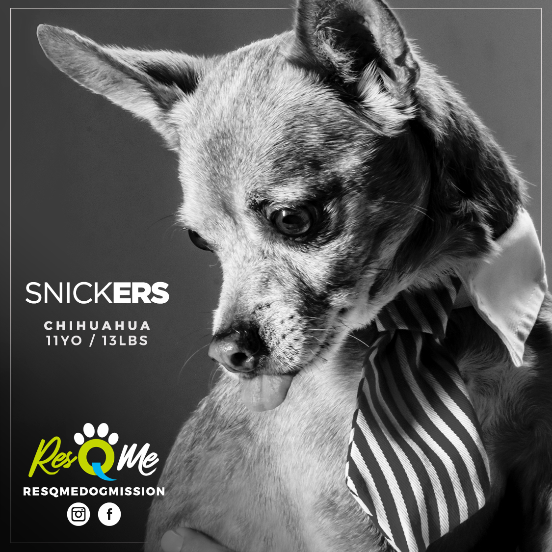 Snickers, an adoptable Chihuahua in Miami, FL, 33187 | Photo Image 5