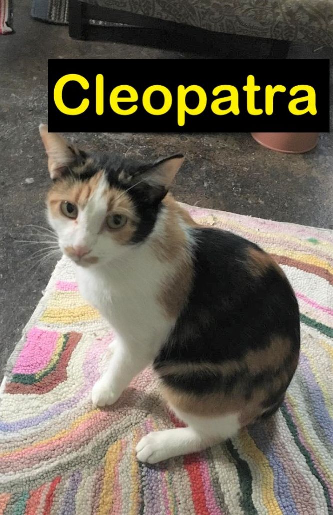 Cleopatra (Allyssa's foster)