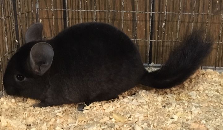 5 month old dark ebony male chinchilla 4