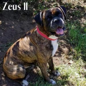 . Zeus II .
