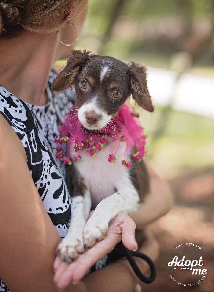 Victoria, an adopted Spaniel Mix in Kingwood, TX_image-2