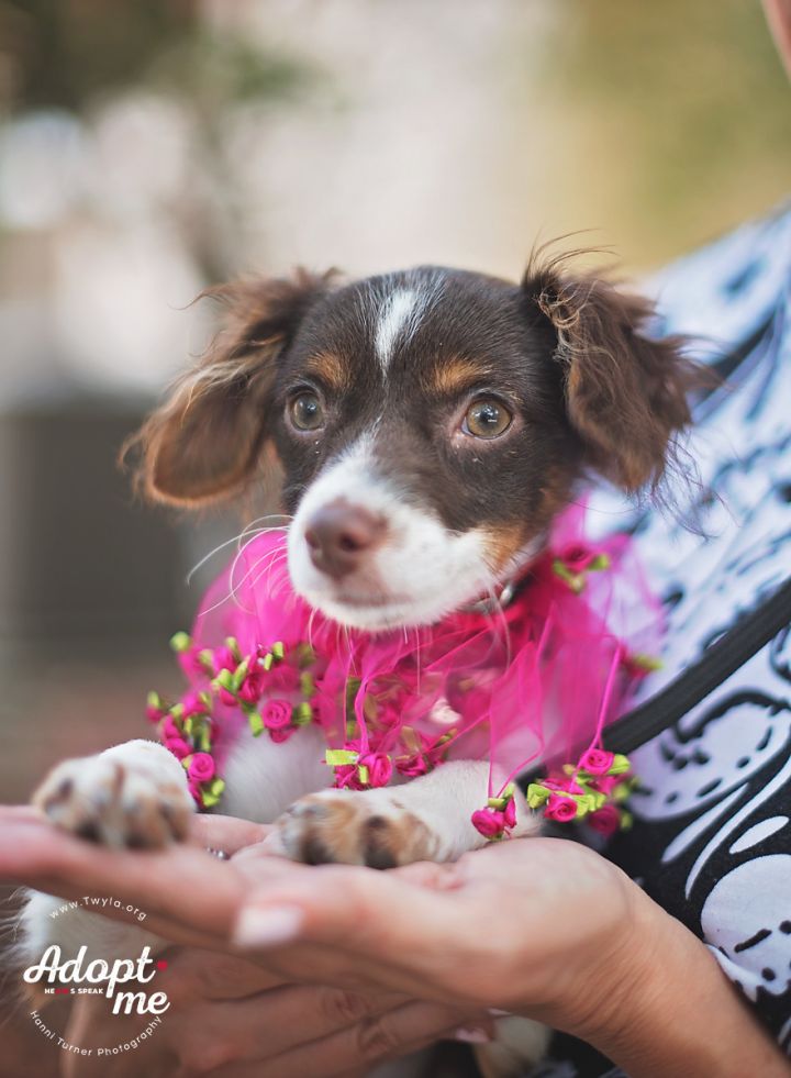 Victoria, an adopted Spaniel Mix in Kingwood, TX_image-4