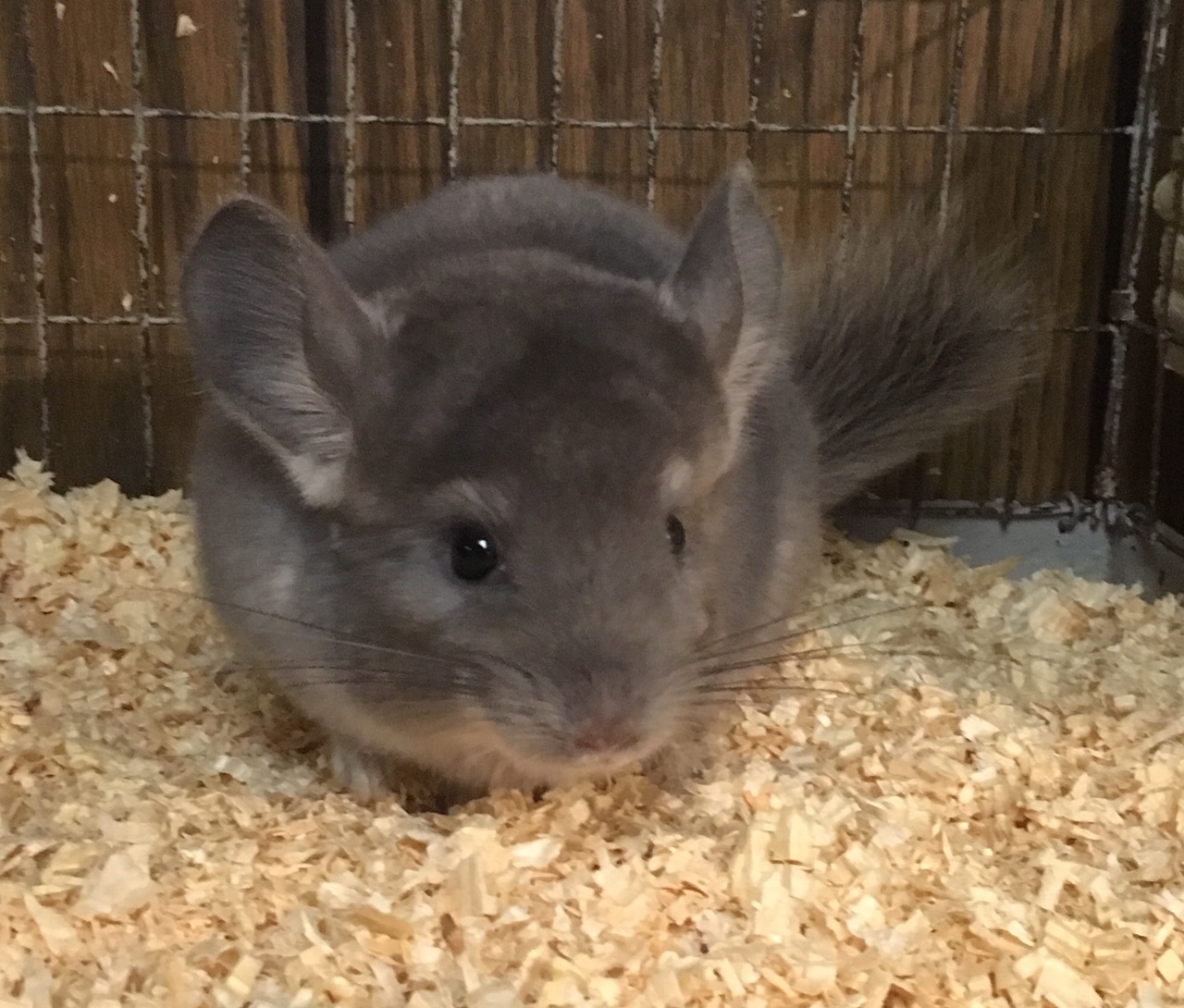 2 5 Month Old Violet Male Chinchilla Kit Baby detail page