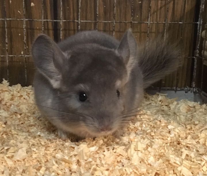 2.5 month old violet male chinchilla kit (baby) 1