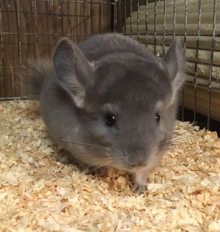 2.5 month old violet male chinchilla kit (baby) 2