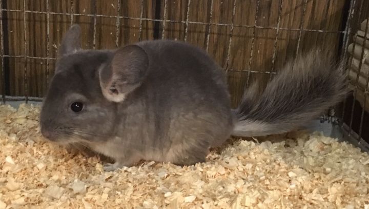 2.5 month old violet male chinchilla kit (baby) 3